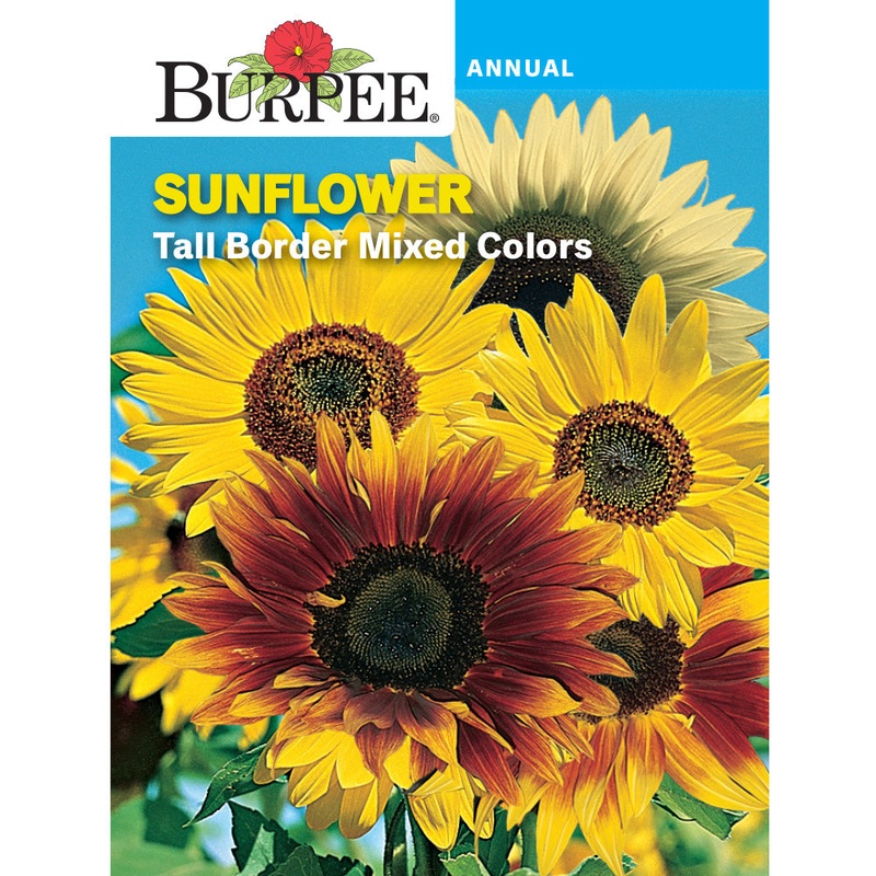 Tall Border Sunflower Seed Pack 35090