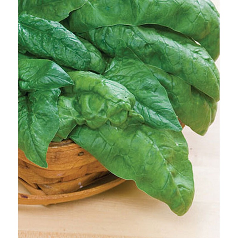 Bloomsdale Long Standing Spinach Seed Pack 64642