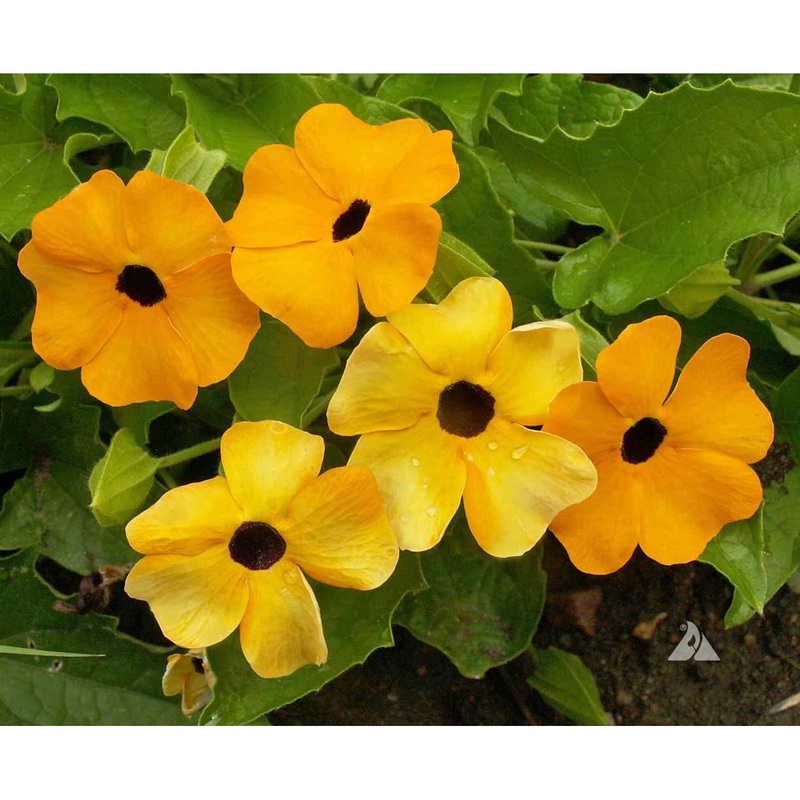 Black-Eyed Susan Vine Seeds 9931280