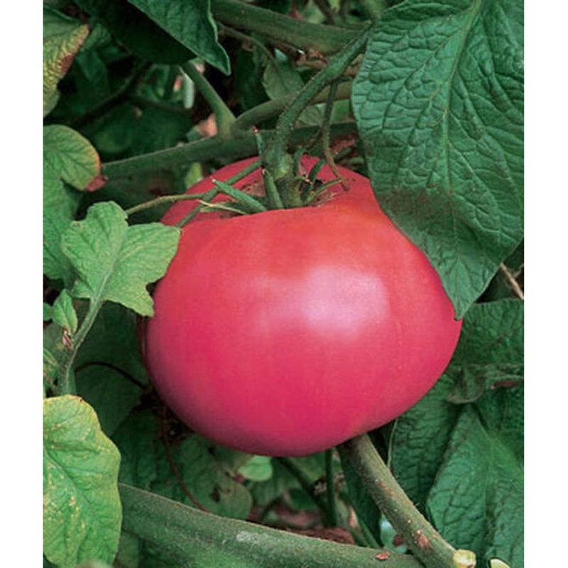 Brandywine Pink Tomato Seed Pack 63081