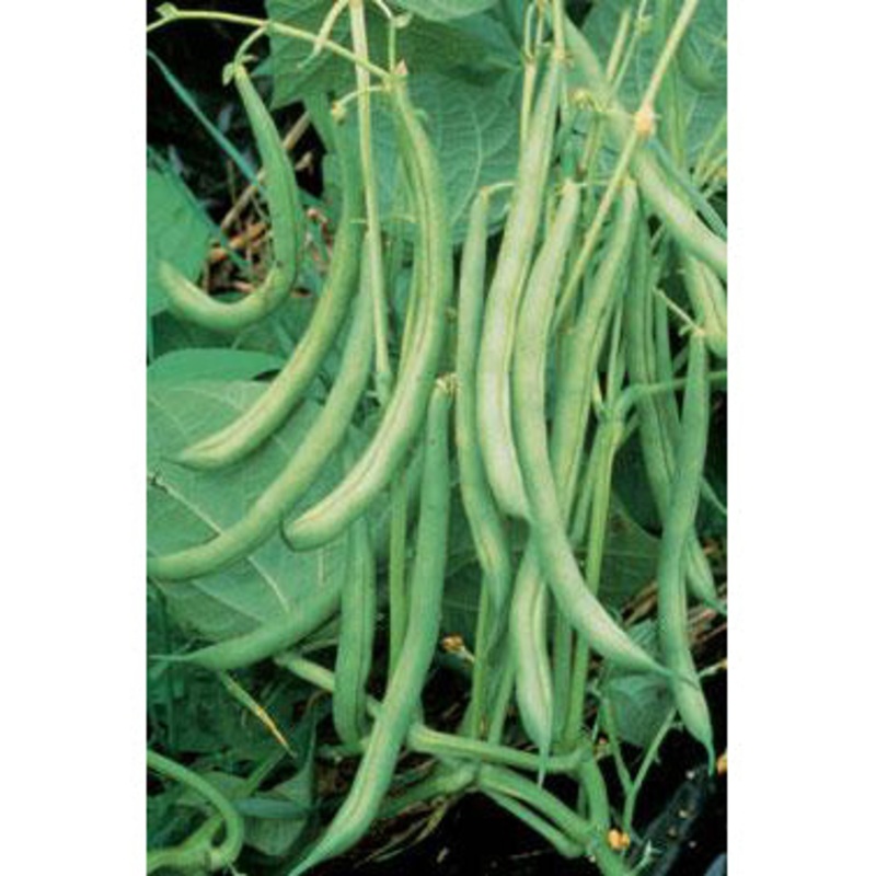 Burpees Stringless Green Beans Seeds 9918302 1/2 lb