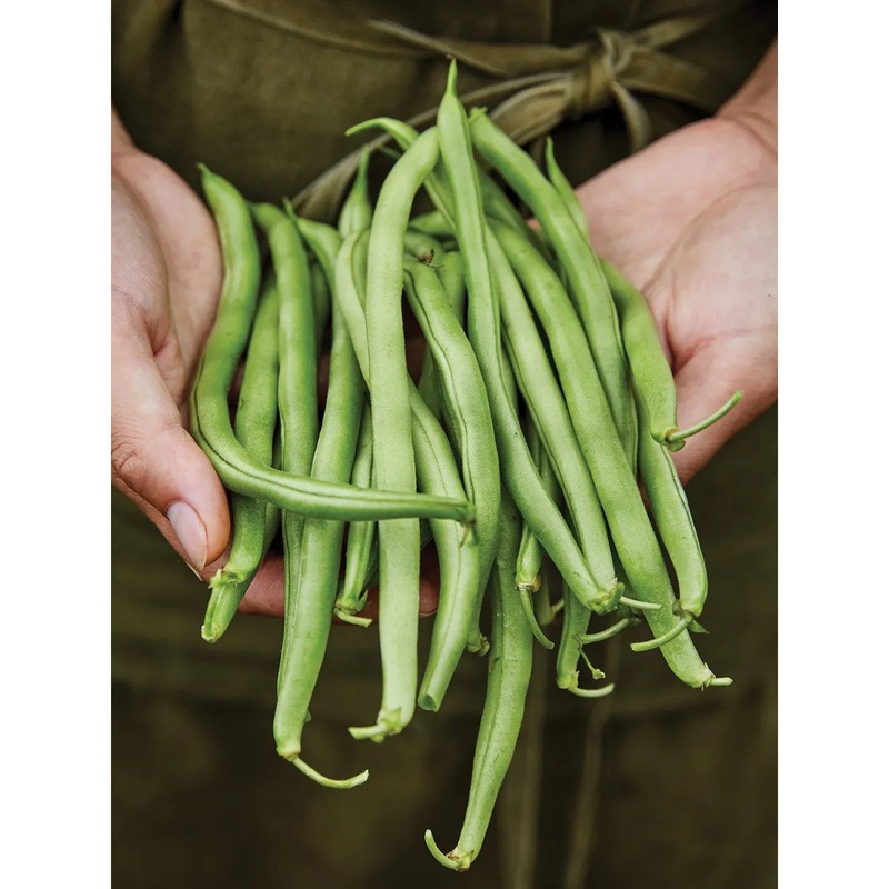 Bean, Bush Blue Lake Seed Pack 65367