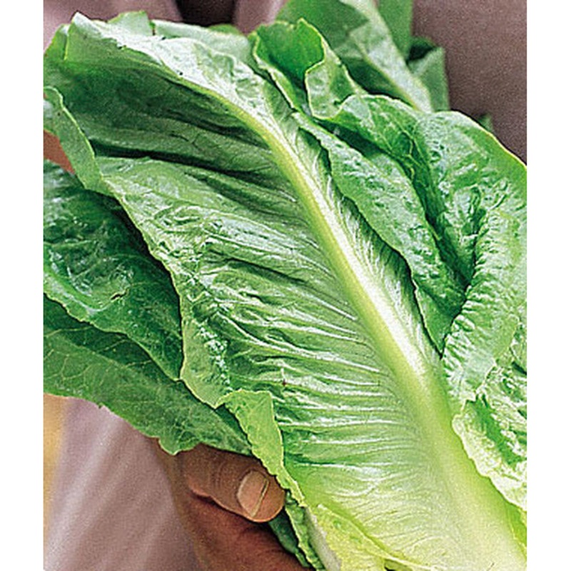 White Paris Lettuce Seed Pack 50353