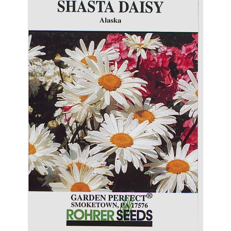 Shasta Daisy Seeds 9932100