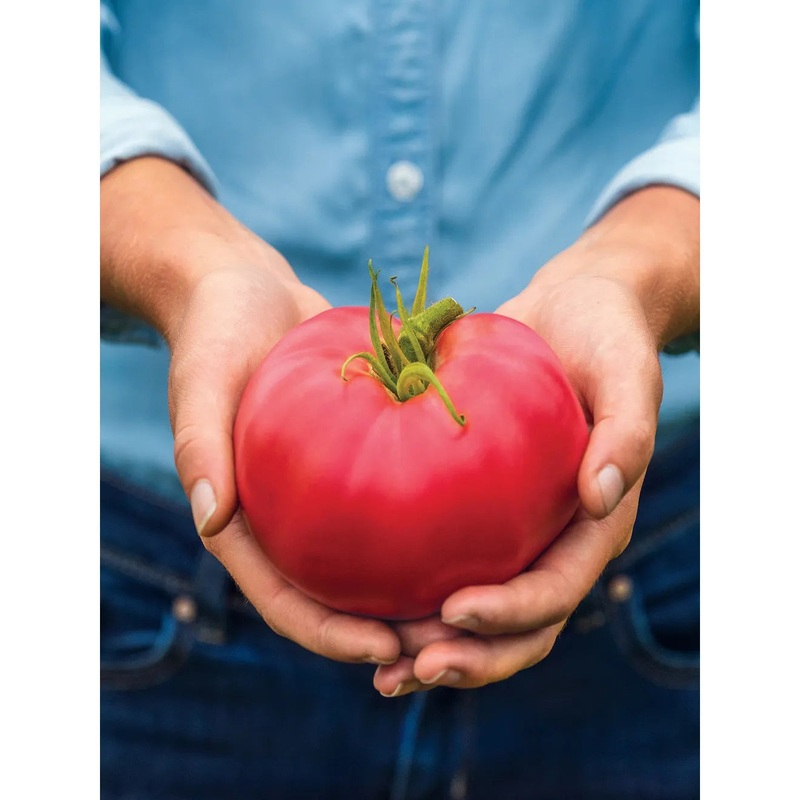 Tomato, Medium Rare Hybrid Seed Pack 62881