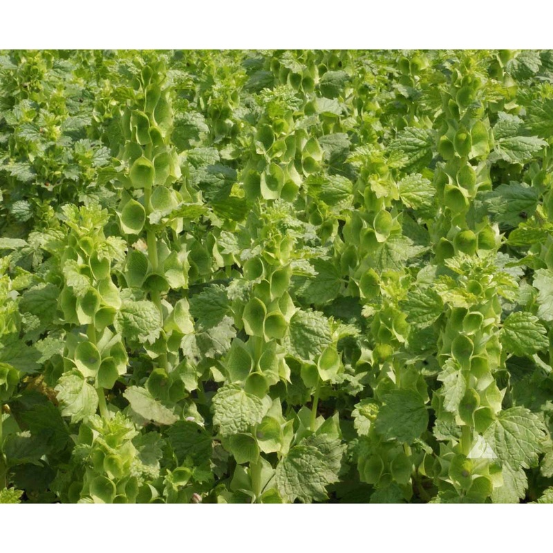 Bells of Ireland Flower Seeds 9931240