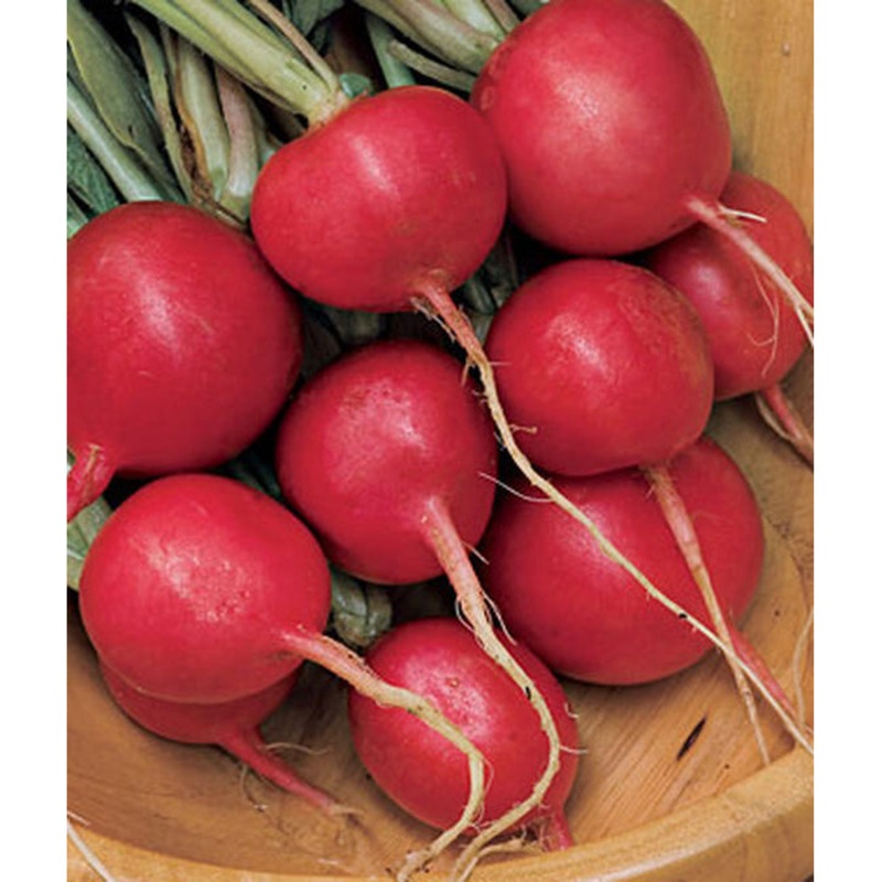 Cherry Belle Radish Seed Pack 64592