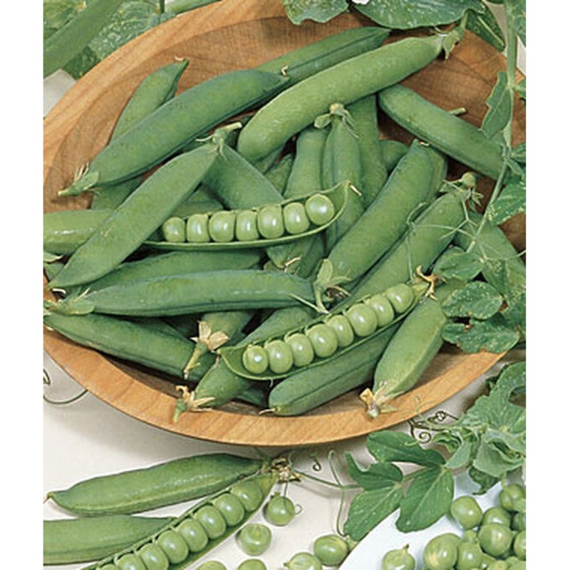 Burpeeana Early Pea Seed Pack 62228