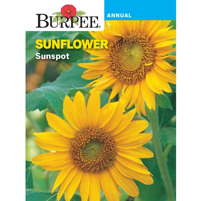 Sunspot Sunflower Seed Pack 44729