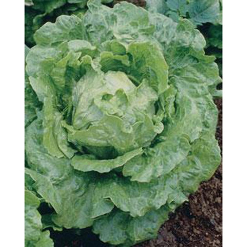 Buttercrunch Lettuce Seeds 9905000