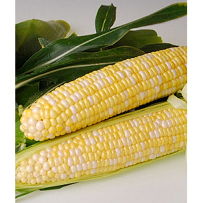 Bi-Licious Hybrid Sweet Corn Seed Pack 62111