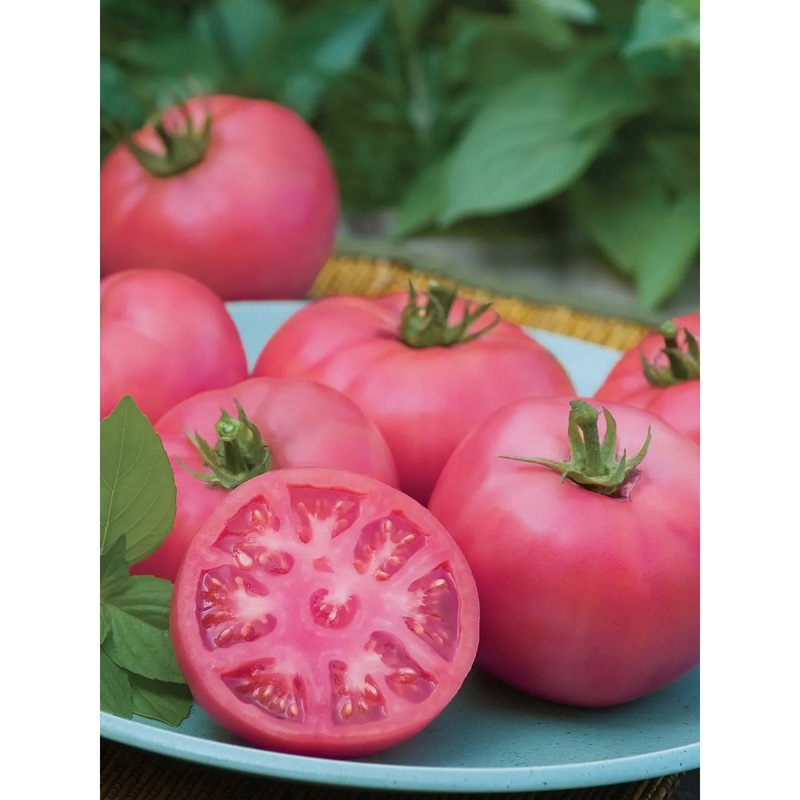 Tomato, Big Pink Hybrid Seed Pack 61641