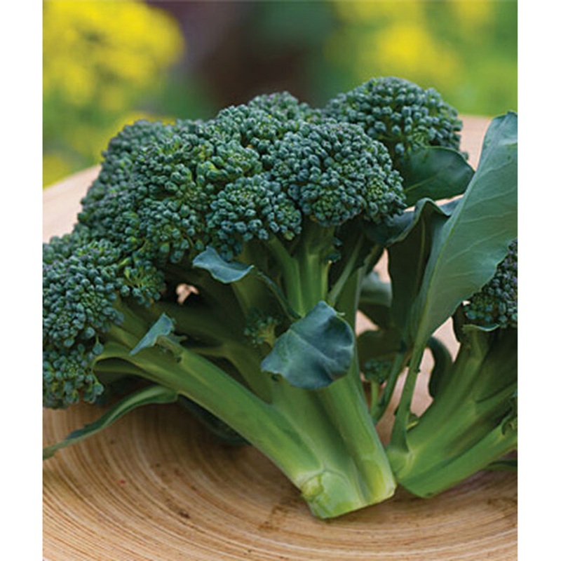 Sun King Hybrid Broccoli Seed Pack 67041