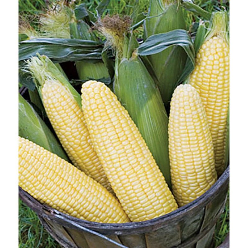 Sunny Days Hybrid Sweet Corn Seed Pack 64812
