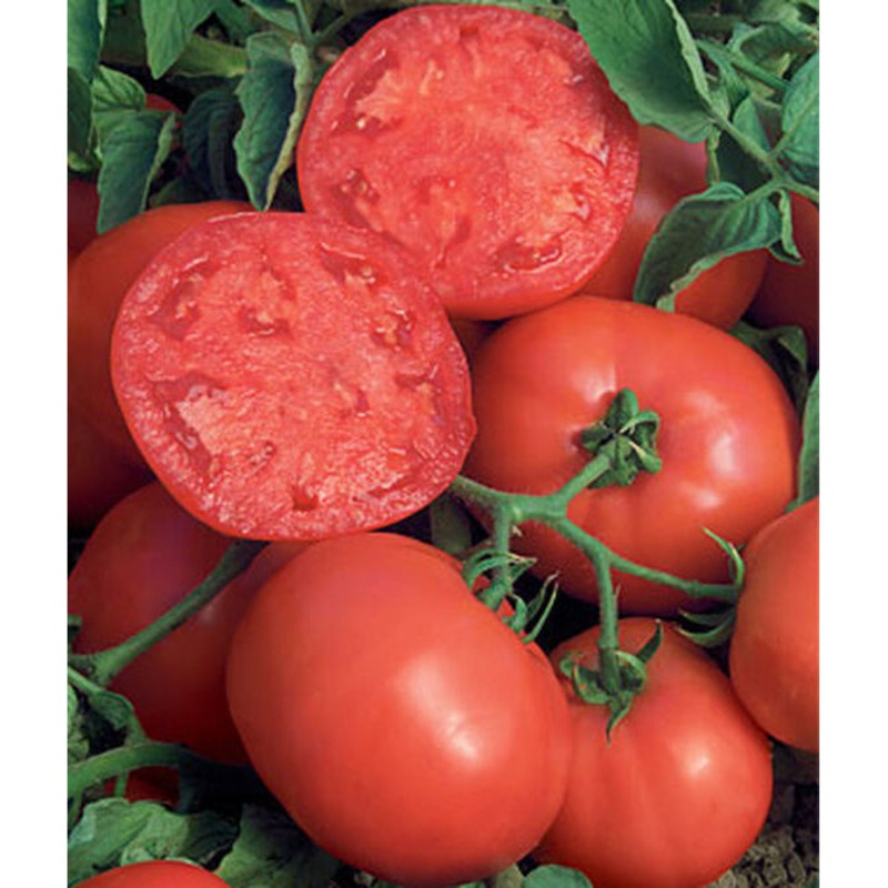 BushSteak Hybrid Tomato Seed Pack 65541