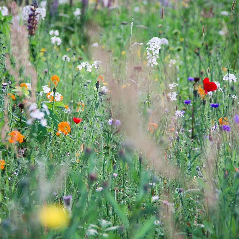 All Perennial Wildflower Mix Seeds 3812