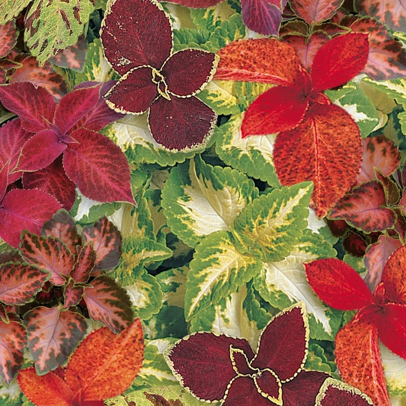 Wizard Select Mix Coleus Seeds 70500