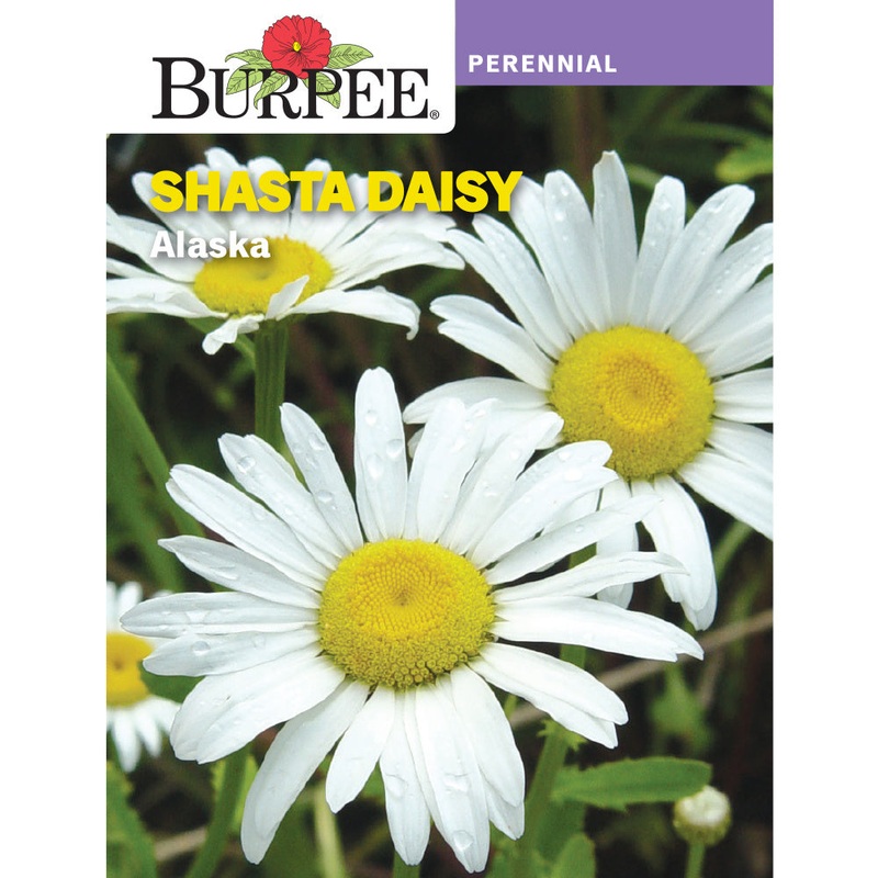 Alaska Shasta Daisy Flower Seed Pack 46187
