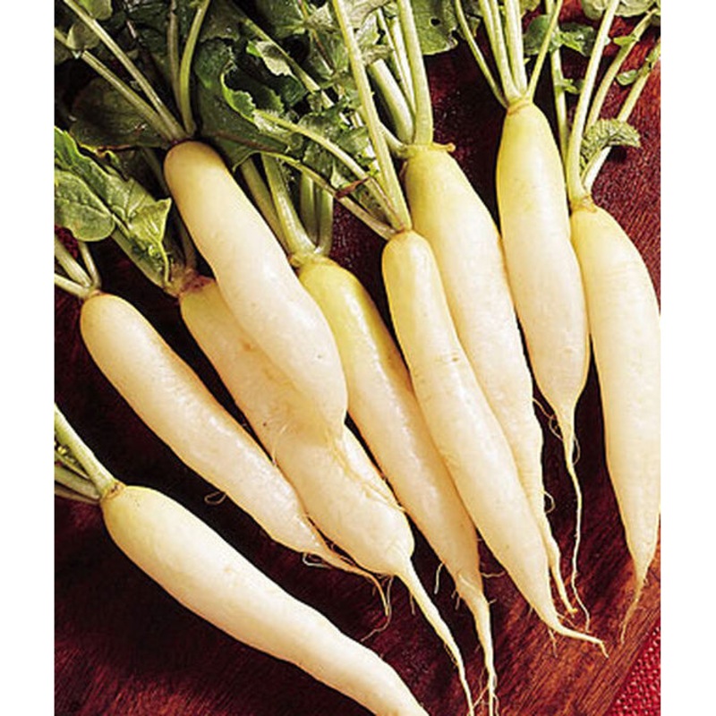 White Icicle Radish Seed Pack 64618
