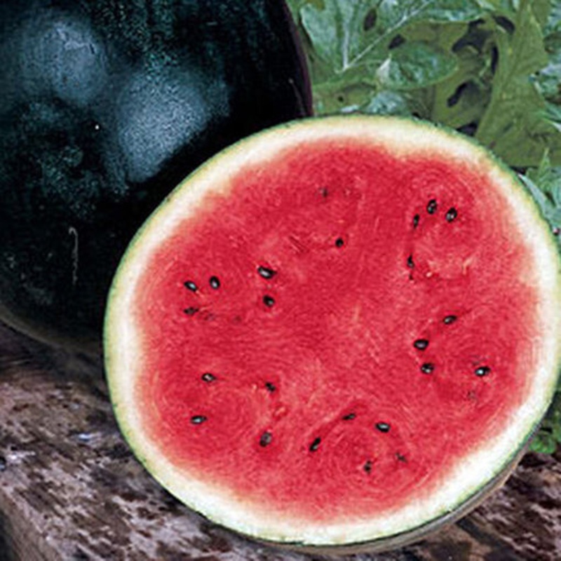 Bush Sugar Baby Watermelon 60304
