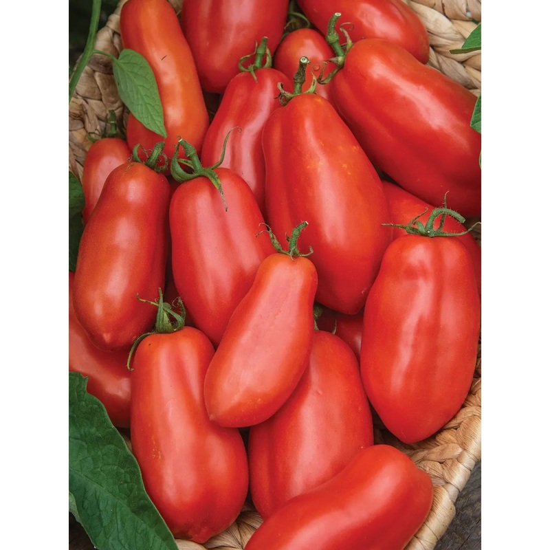 Tomato, San Marzano Seed Pack 69625