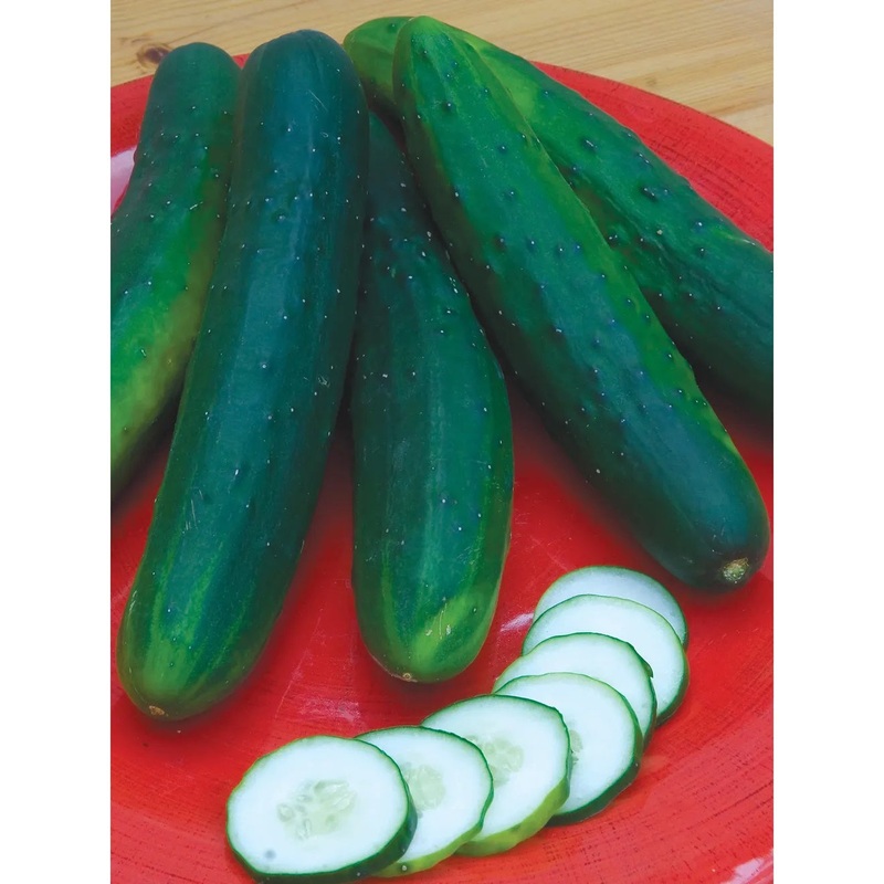Cucumber, Garden Sweet Burpless Hybrid Seed Pack 50809