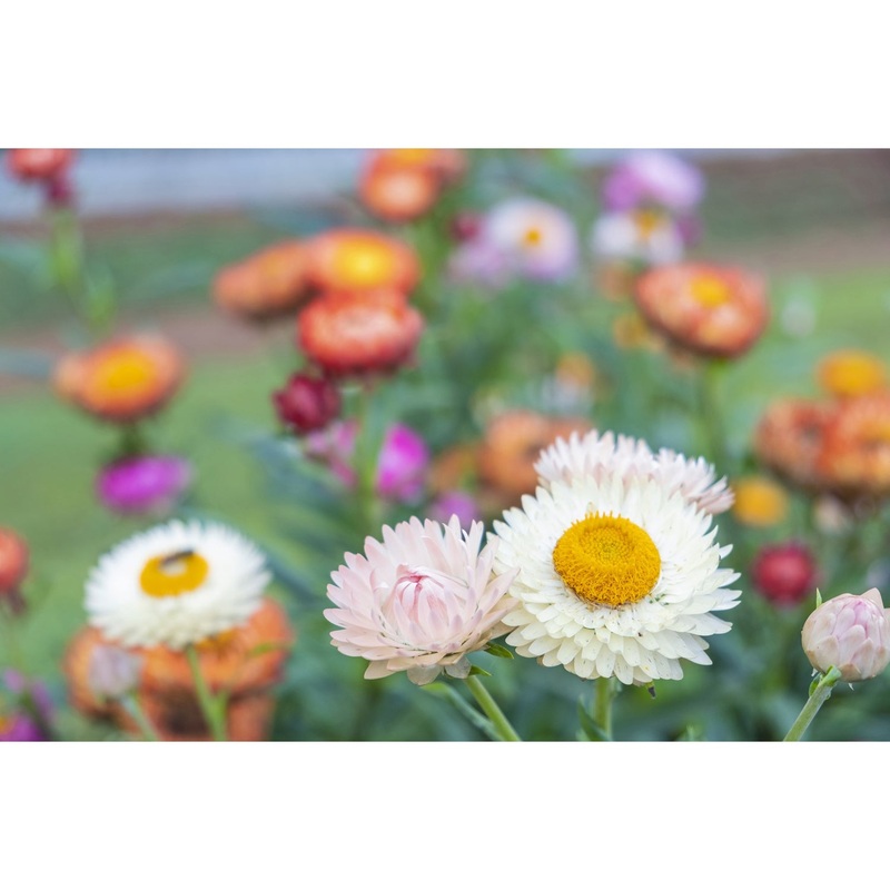 Strawflower Seeds 9933200