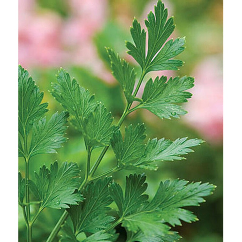 Big Italy Parsley Seed Pack 66261