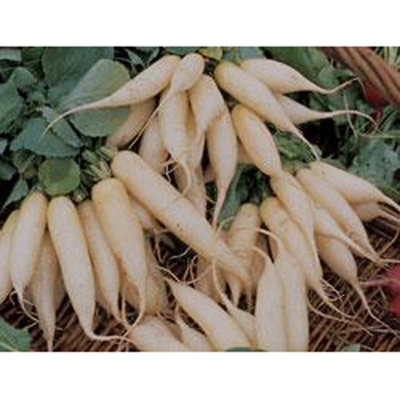 White Icicle Radish Seed 9909200