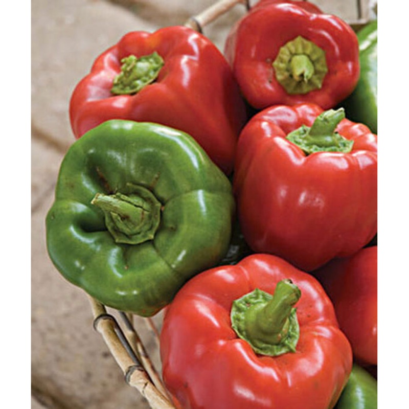 California Wonder Sweet Bell Pepper Seed Pack 64527